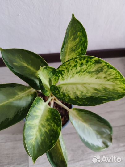 Аглаонема тайская Уши слона