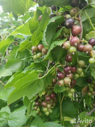 Саженцы черной смородины