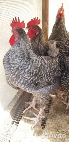 Петух доминант