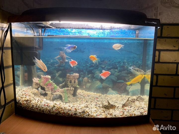 Аквариум с рыбками 50 л