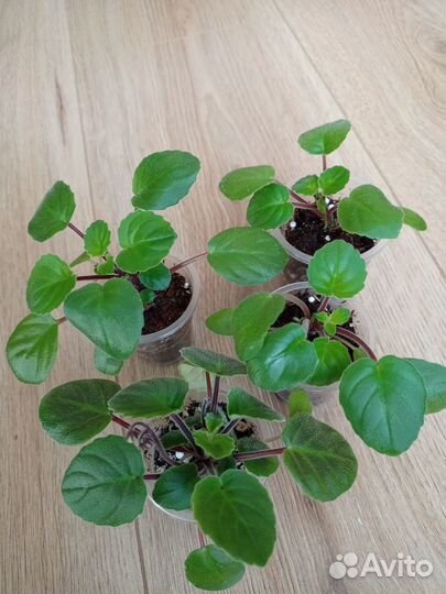 Детки сортовых фиалок