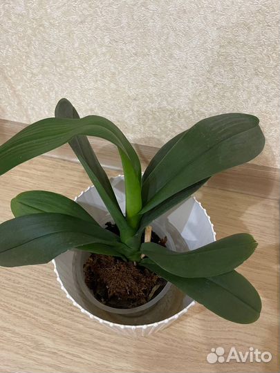 Орхидея фаленопсис