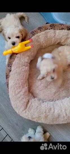 Золотистые мальтипу