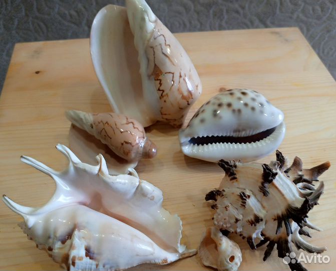 Морские ракушки раковины