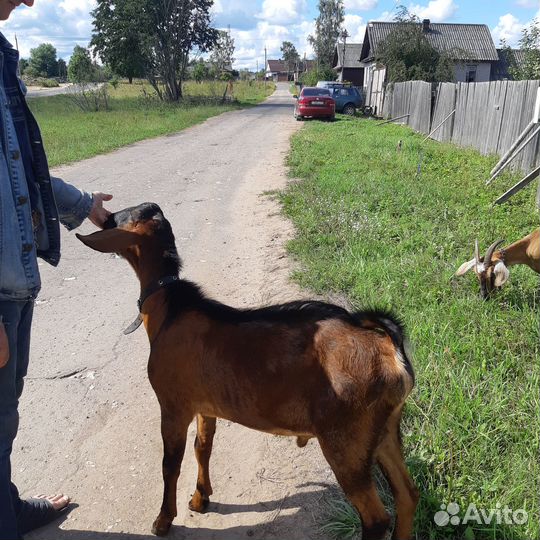 Нубийский козел