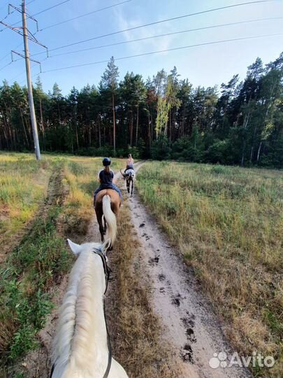 Конные прогулки