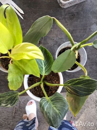 Цветы комнатные