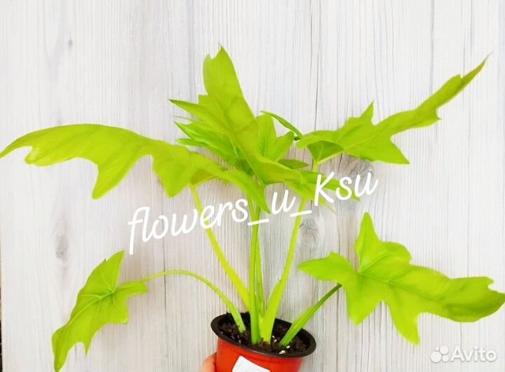 Филодендрон Gold Satin