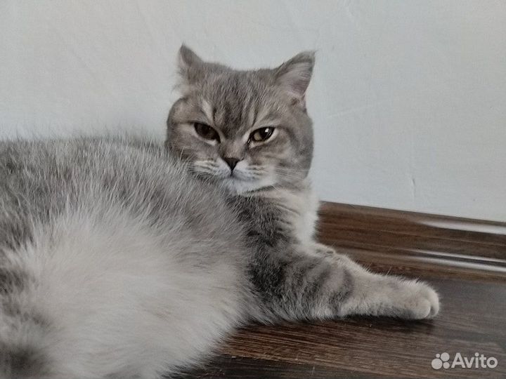 Кошка