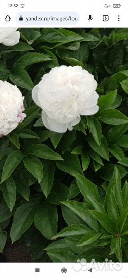 Пион Эльза Сасс