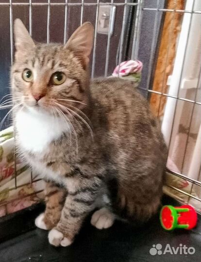 Кошечка- шпротинка-нужен дом