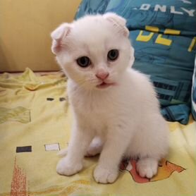 Шотландские вислоухие котята