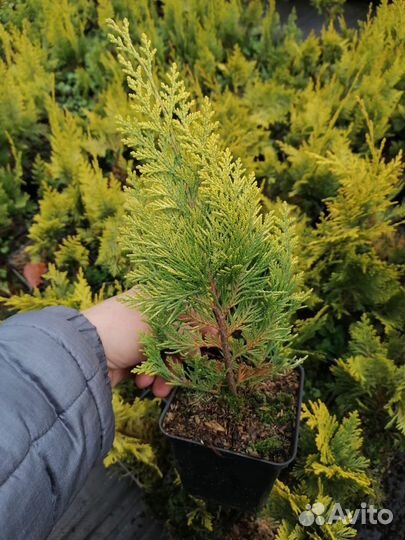 Хвойные растения