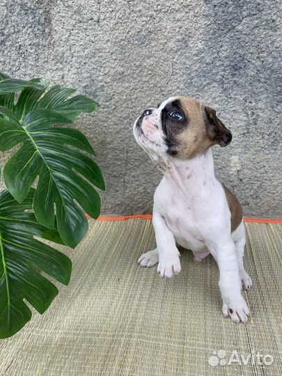 Французский бульдог