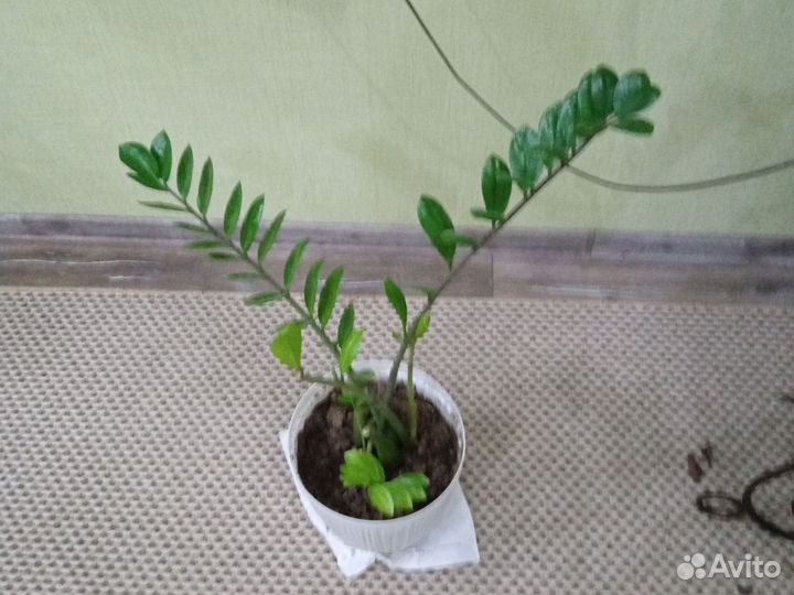 Замиокулькас