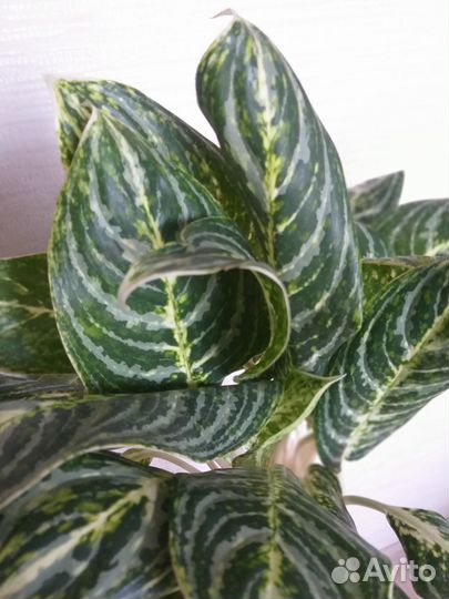 Аглаонема Грин Сан, Роял Даймонд, Страйпс