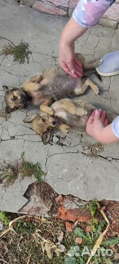 Щенок в добрые руки