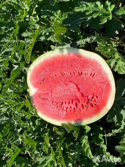 Арбуз атаман