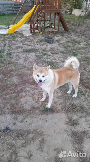 Акита ину вязка