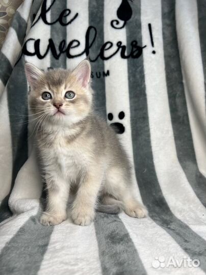 Британские котята золотая шиншилла