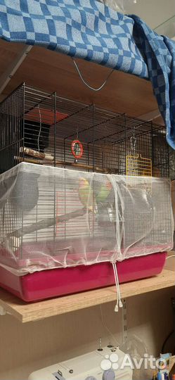 Неразлучники