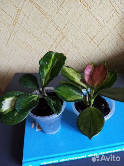 Хойя Аустралис Лиза и Обовата вариегатная