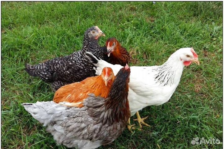 Куры молодки несушки с доставкой до дома