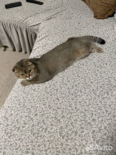 Кот шотландец на вязку