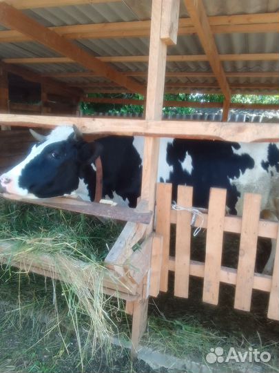 Тёлки 3головы