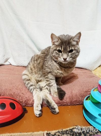 Кошечка спинальница в добрые руки