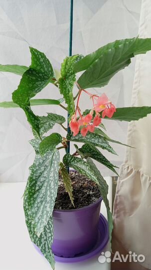 Бегония White Ice большая цветущая