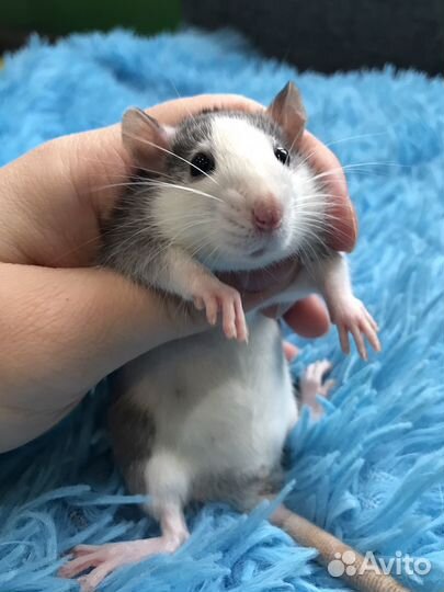 Крыса Хаски Крысята Девочки
