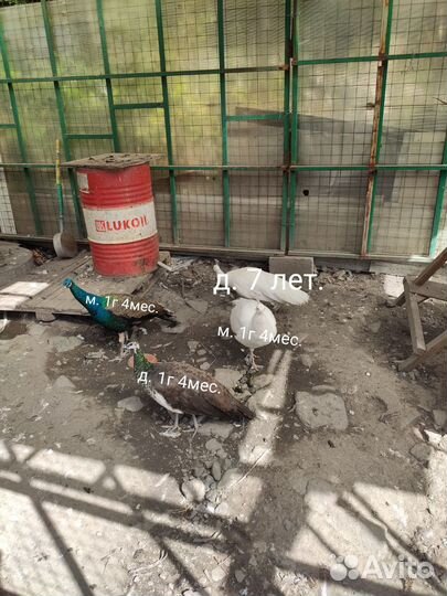 Павлины продажа