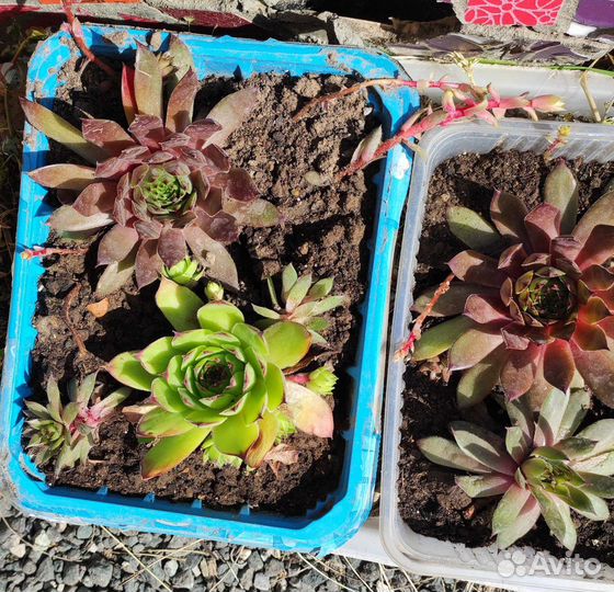 Почвопокровники