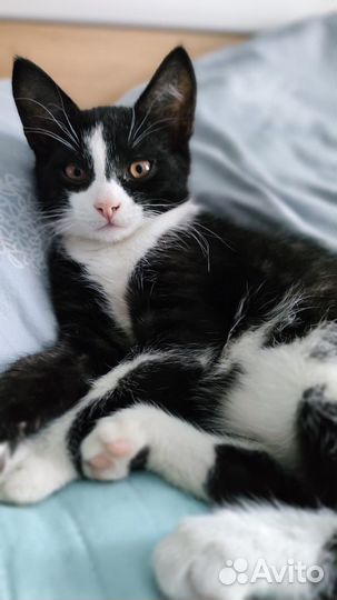 Отдам котёнка