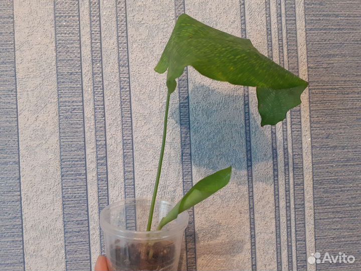 Калатея Нетворк (мозаичная)