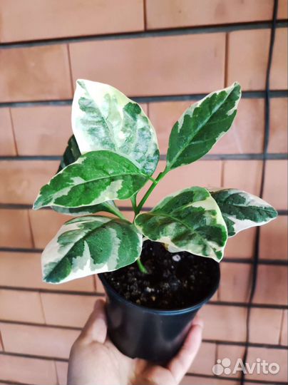 Псевдоэрантенумы