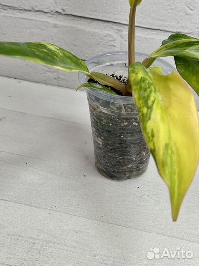 Филодендрон карамель марбл вар