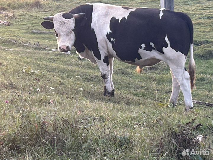 Продам быков и телку