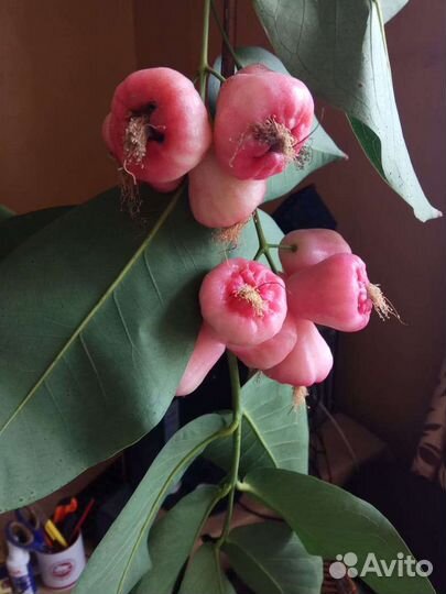 Syzygium samarangense (Сизигиум)