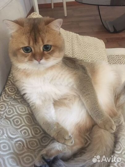 Вязка британец