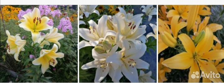 Лилии луковицы