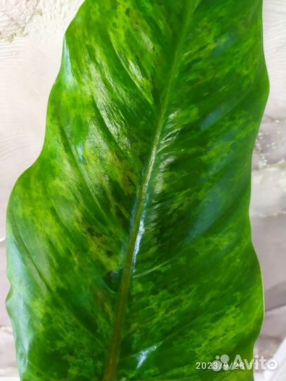 Филодендрон Круэнтум вариегатный