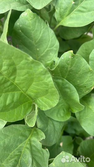 Рассада баклажан