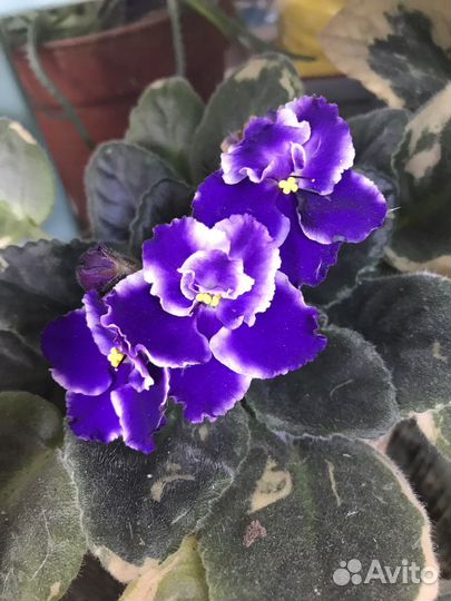 Фиалки, возможно обмен