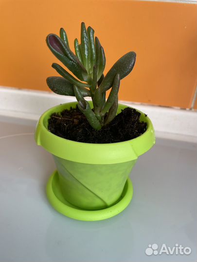 Крассула хоббит и толстянка
