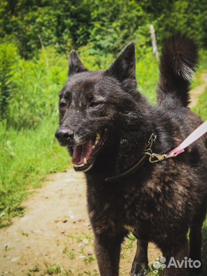 Собака улыбака