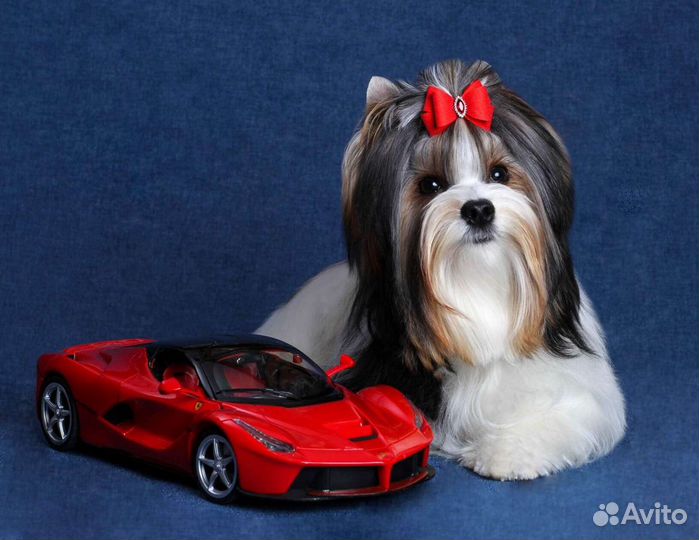 Бивер вязка