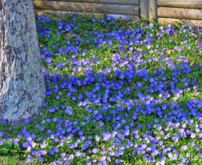 Многолетник