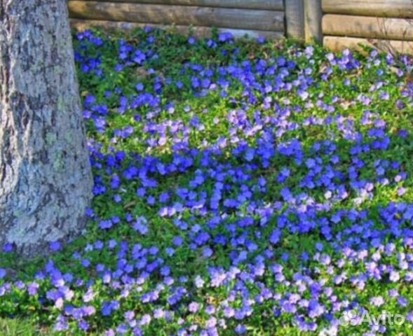 Многолетник